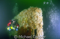 At a depth of 175 feet, a Nova Scotia tech diver passes a... by Michael Grebler 